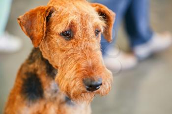 Brown Airedale Terriers dog close up portrait