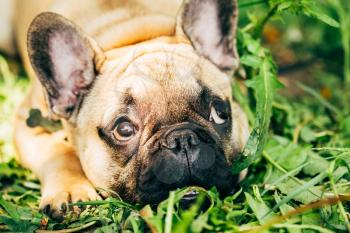 Dog French Bulldog lying on the grass