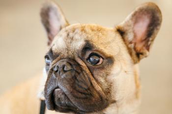 Dog French Bulldog Close Up Portrait