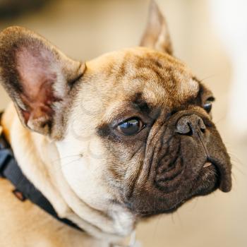 Dog French Bulldog Close Up Portrait