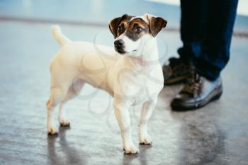 White Dog jack russel terrier on gray floor indoors