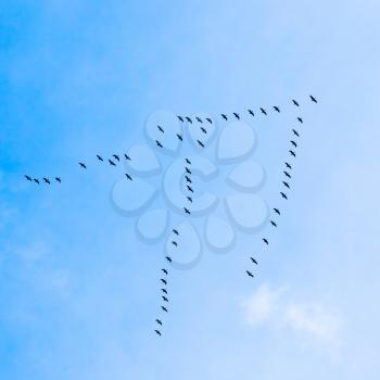 Flock of Geese flies in V-formation flying in blue spring sky