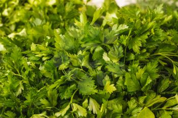Fresh Green Leaves Of A Parsley, Background