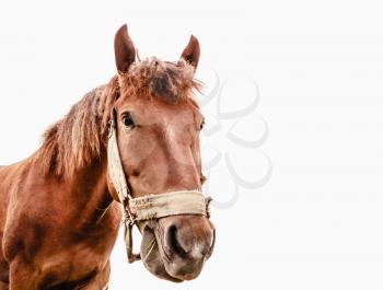 Brown Horse On White Background Photographed A Wide Angle Lens
