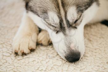 Gray Adult Siberian Husky Dog (Sibirsky husky) sleeping in his bed