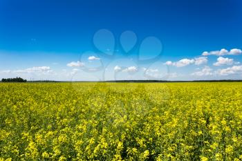 Green field blue sky. Early summer, flowering canola (rape). Agriculture background