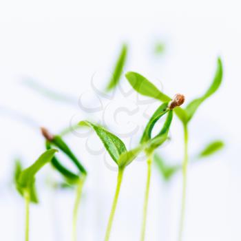 Green sprout growing from seed isolate on white background. Spring symbol, concept of new life