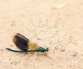 Blue Dragonfly Resting On Sand