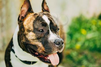 Nice Adult Dog American Staffordshire Terrier Outdoor Close Up