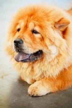 Red Chines Chow Chow Dog Close Up Portrait