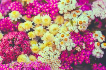 Background Image Of Beautiful Different Colorful Wild Summer Flowers.