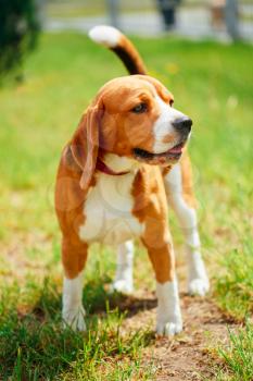 Young, Beautiful, Brown And White Beagle Dog Puppy Standing On Lawn In Grass