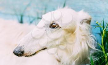 Dog Russian Borzoi Wolfhound Head