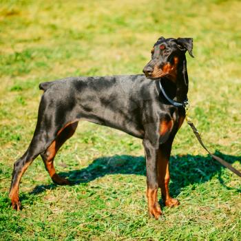 Young, Beautiful, Black And Tan Doberman Standing On The Lawn. Dobermann Is A Breed Known For Being Intelligent, Alert, And Loyal Companion Dogs.
