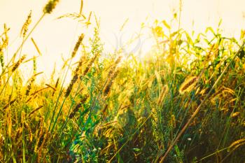 Green Grass Field In Sunset Sunlight. Beautiful Yellow Sunrise Light Over Meadow. Summer In Russia