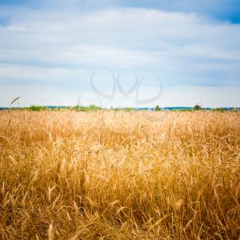 Barley Field With Shining Golden Barley Ears In Late Summer