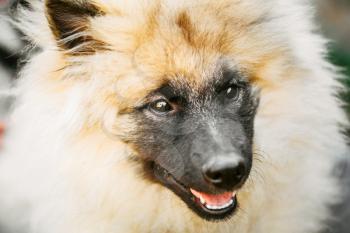 Gray Keeshound, Keeshond, Keeshonden Dog (German Spitz) Wolfspitz Close Up Portrait