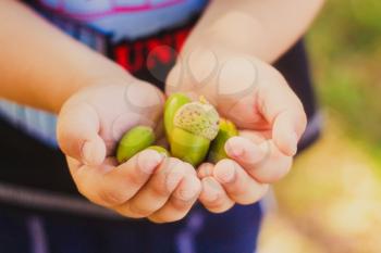 Green Acorns In Child Hands