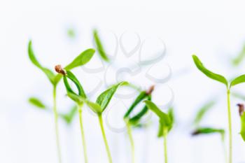 Green Sprout Growing From Seed Isolated On White Background. Spring Symbol, Concept Of New Life