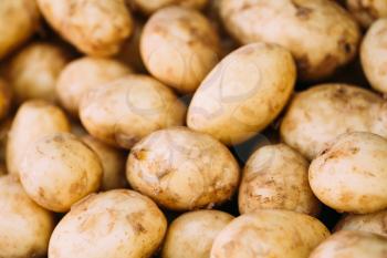 Fresh Organic Young Raw Yellow Potatoes On Local Agricultural Vegetable Market