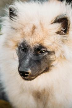 Gray Keeshound, Keeshond, Keeshonden Dog German Spitz Wolfspitz Close Up Portrait