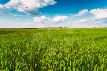 Backdrop Of Green Wheat Ears Field On Cloudy Blue Sky Background. Spring Season