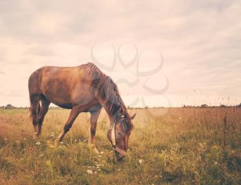 Horse Outdoors Standing In Field
