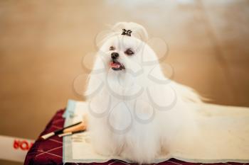 Cute Shih Tzu White Toy Dog Indoors