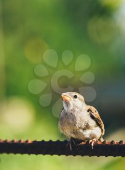 Young Bird Nestling House Sparrow Chick Baby Yellow-Beaked Passer Domesticus Sitting On Fence