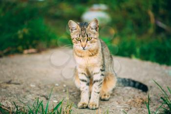 Lonely, Sad, Homeless Cute Tabby Gray Cat Kitten Pussycat Sitting In Grass Outdoor Summer Evening