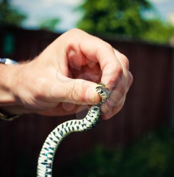 Handling Of A Grass Snake (Natrix Natrix) Being Demonstrated