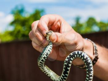 Handling Of A Grass Snake (Natrix Natrix) Being Demonstrated