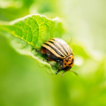 The Colorado Potato Striped Beetle (Leptinotarsa Decemlineata) Is A Serious Pest Of Potatoes