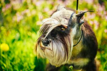 Small Miniature Schnauzer Dog (zwergschnauzer) Sitting In Green Grass Outdoor. Adult Black-and-silver With Natural Ears, The Long Eyebrows And Full Beard.