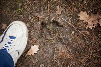 Moose Track, Footprint Step On Autumn Ground