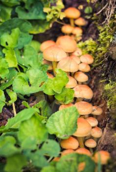 Wild Mushrooms In Forest Setting