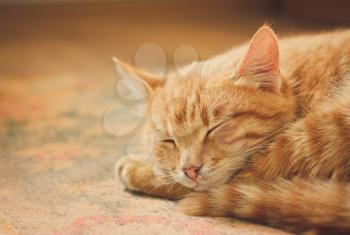 Peaceful Orange Tabby Male Kitten Curled Up Sleeping