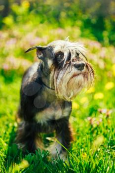 Small Miniature Schnauzer Dog (zwergschnauzer) Sitting In Green Grass Outdoor. Adult Black-and-silver With Natural Ears, The Long Eyebrows And Full Beard.