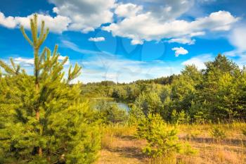 Dense Mixed Forest View. Summer Sunny Day Sky