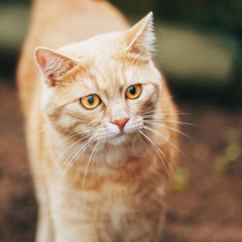 Orange Red Tabby Cat Walking Outdoors