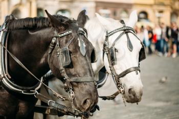 Two Horses - White And Black - Are Harnessed To A Cart For Driving Tourists In Prague Old Town Square