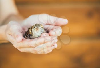 Young Bird Nestling House Sparrow (Passer Domesticus) Chick Baby Yellow-beaked In Female Hands On Brown Wooden Background