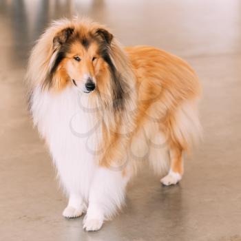 Red Rough Collie Dog Full Length Portrait On Brown Floor