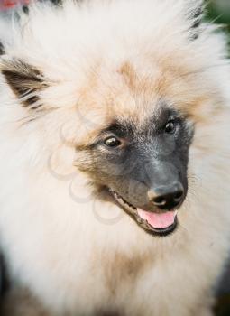 Gray Keeshound, Keeshond, Keeshonden Dog (German Spitz) Wolfspitz Close Up Portrait
