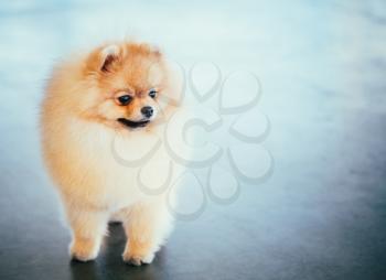 Pomeranian Puppy Spitz Dog Full Length Portrait