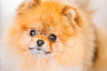 Pomeranian Puppy Small Spitz Dog Close Up Portrait