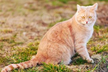 Red cat sitting on green spring grass. Outdoor portrait