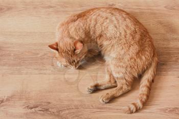 Red Cat Lying On Laminate Background