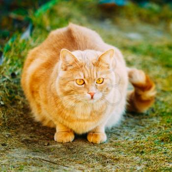 Red Cat Sitting On Green Spring Grass. Outdoor Portrait