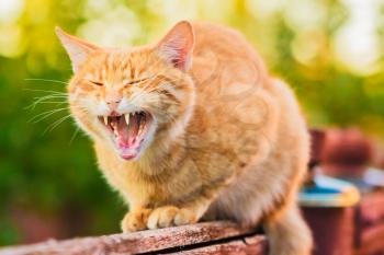 Red Cat Sitting On The Fence And Roaring Or Yawning
